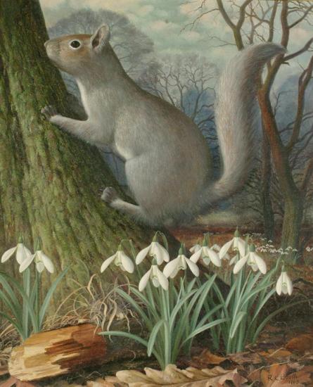 A Squirrel In A Wooded Landscape Artwork by Raymond Booth