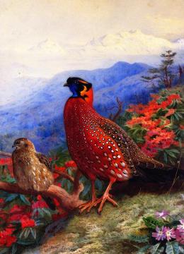 A Pair of Satyr Tragopans Artwork by Archibald Thorburn
