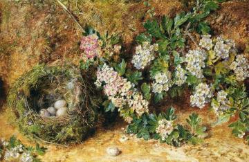 Chaffinch Nest and May Blossom Artwork by William Henry Hunt