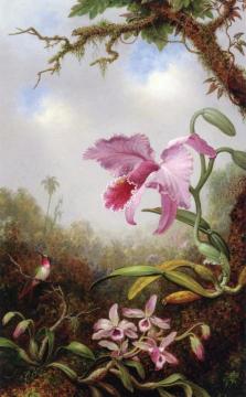 Hummingbird and Two Types of Orchids Artwork by Martin Johnson Heade
