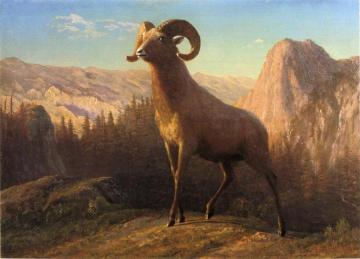 A Rocky Mountain Sheep, Ovis, Montana Artwork by Albert Bierstadt