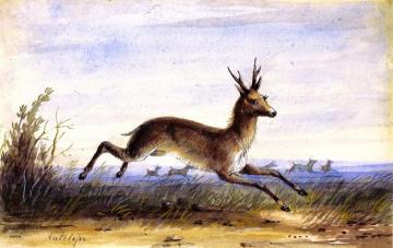 Antelope Artwork by Alfred Jacob Miller