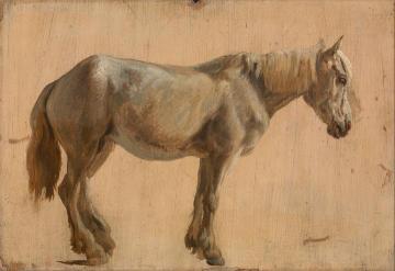 Study of a Grey Horse Artwork by Jacques-Laurent Agasse