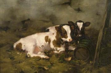 Calves Artwork by David Gauld