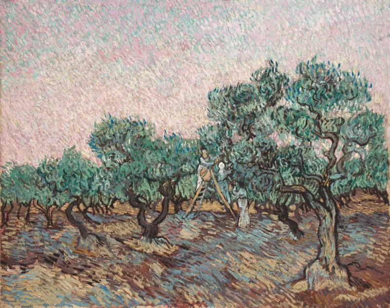 Olive Picking Artwork by Vincent Van Gogh