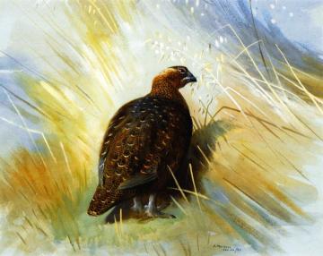 Grouse Artwork by Archibald Thorburn