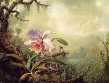 Heliodore's Woodstar And A Pink Orchid Artwork by Martin Johnson Heade