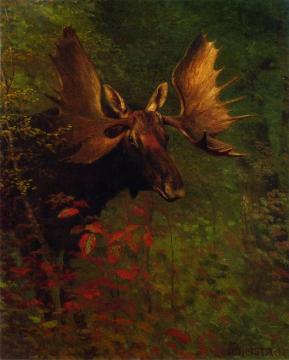 Study of a Moose Artwork by Albert Bierstadt