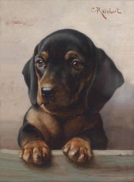 Young Dachshund Artwork by Carl Reichert