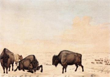Buffalo Hunt Artwork by Peter Rindisbacher