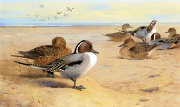 Pintail Ducks Artwork by Archibald Thorburn