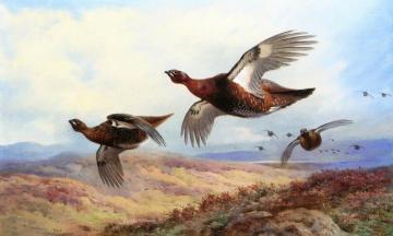 Red Grouse In Flight Artwork by Archibald Thorburn