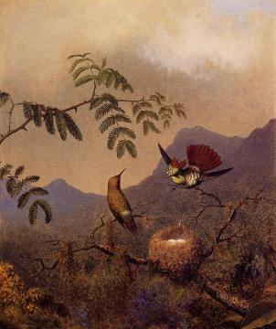 Frilled Coquette Artwork by Martin Johnson Heade