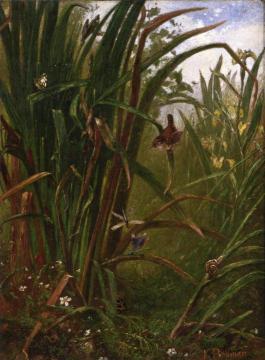 Marsh Interior Artwork by Karl Bodmer