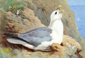 A Fulmar Petrel Artwork by Archibald Thorburn