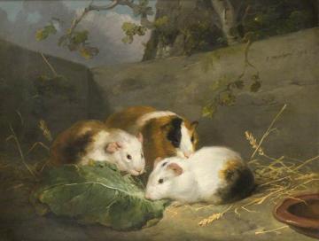 Guinea Pigs Artwork by George Morland