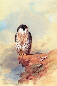 A Peregrine Falcon Artwork by Archibald Thorburn