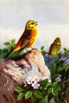 A Pair of Yellowhammers Artwork by Archibald Thorburn