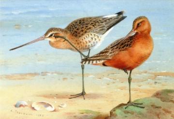 A Pair of Bar-Tailed Godwit Artwork by Archibald Thorburn