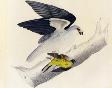 White-tailed Kite Artwork by John James Audubon