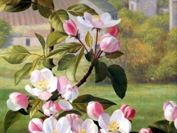 Apple Blossoms Artwork by Raymond Booth