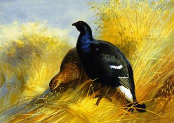 Blackgame on Corn Stocks Artwork by Archibald Thorburn