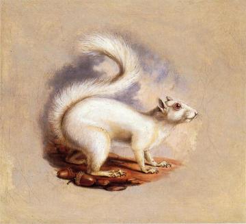 White Squirrel Artwork by Titian Ramsey Peale II