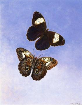 Caligo Martia (Butterflies) Artwork by Titian Ramsey Peale II