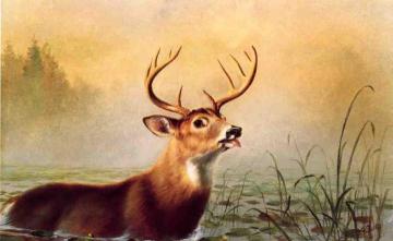 Misty Morning Stag Artwork by Arthur Fitzwilliam Tait