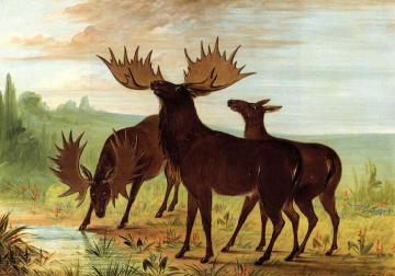 Moose at Waterhole Artwork by George Catlin