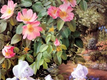 Rosehips Artwork by Raymond Booth