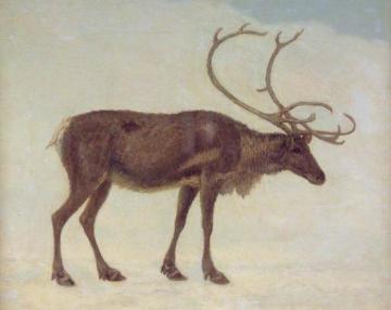 Rein Deer Artwork by Jacques-Laurent Agasse