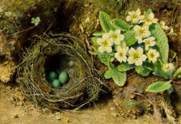 Primroses and Bird's Nest Artwork by William Henry Hunt
