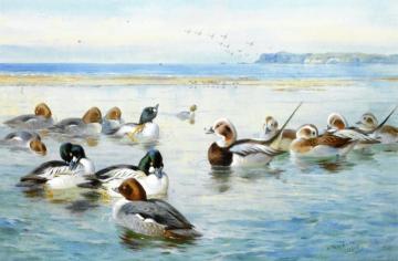 Goldeneyes and Longtails Artwork by Archibald Thorburn