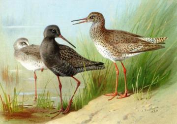 A Trio of Redshank Artwork by Archibald Thorburn