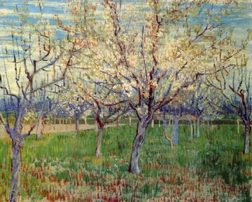 Orchard with Blossoming Apricot Trees Artwork by Vincent Van Gogh