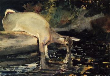 Deer Drinking Artwork by Winslow Homer