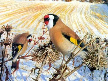 The Goldfinches Artwork by Raymond Booth