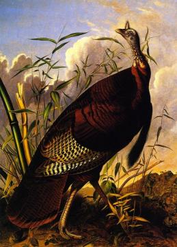 Wild Turkey Artwork by John James Audubon