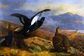 Black Grouse in a Highland Landscape with Red Deer in the Background Artwork by Archibald Thorburn