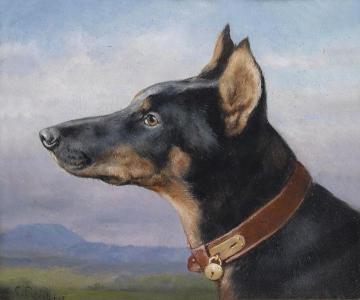 Portrait of a Doberman Artwork by Carl Reichert