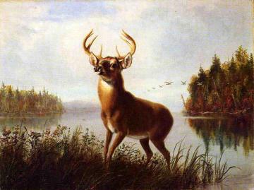 Eight Point Stag Artwork by Arthur Fitzwilliam Tait