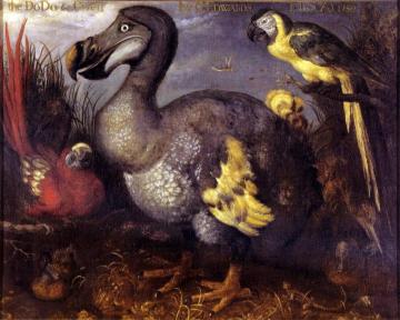 Edward's Dodo Artwork by Roelant Savery
