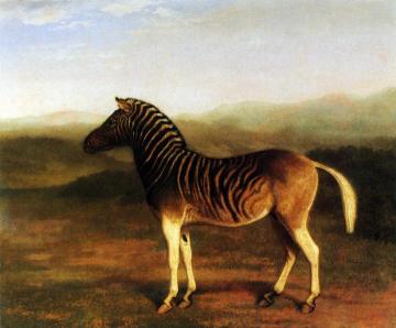 A Male Quagga From Africa Artwork by Jacques-Laurent Agasse
