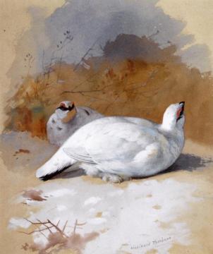A Brace Of Ptarmigan In The Snow Artwork by Archibald Thorburn