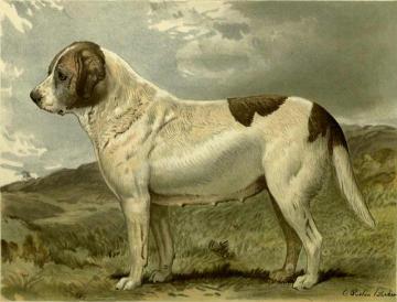 Fred Grahams Smooth St. Bernard Abbess Artwork by Charles Burton Barber