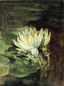 Single Water-Lily in Sunlight Artwork by John La Farge