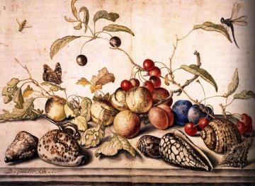 Still-Life with Plums, Cherries, and Shells Artwork by Balthasar van der Ast