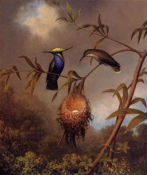 Black-Breasted Plovercrest Artwork by Martin Johnson Heade