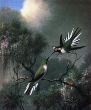 Two Hummingbirds ("sun Gems", Heliactin Cormuta) Artwork by Martin Johnson Heade